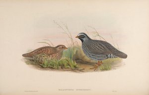 Malacoturnix superciliosus by John Gould